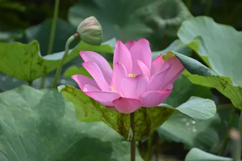 Fond d'écran Bassin de lotus 4K · flowers · 3840×2560