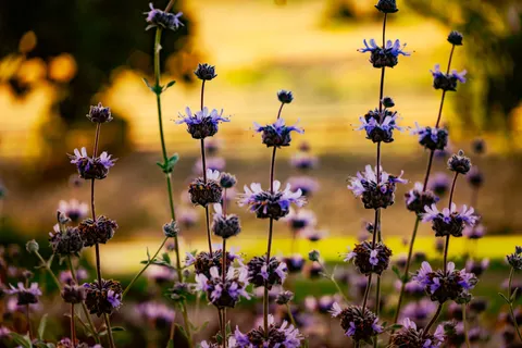 薰衣草田 4K壁纸 · flowers · 3840×2560