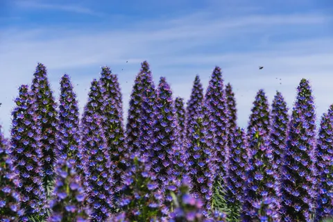 薰衣草田 4K壁纸 · flowers · 3840×2560