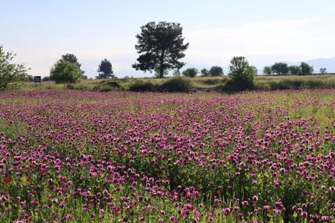 Lavender Field 4K Wallpaper · flowers · 3840×2560