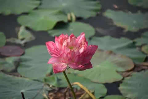 Lotus Pond 4K Wallpaper · flowers · 3840×2560