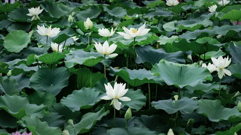 Fond d'écran Bassin de lotus 4K · flowers · 3840×2160