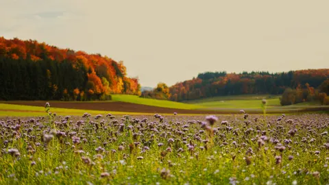 라벤더 밭 4K 배경화면 · flowers · 3840×2158