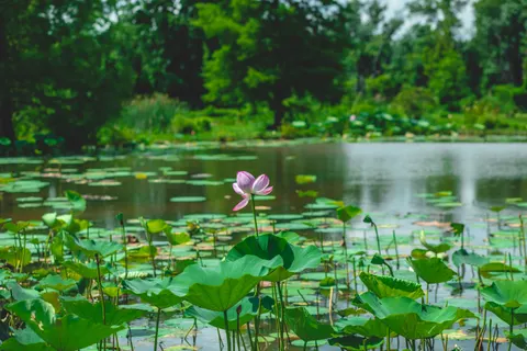 Обои Пруд с лотосами 4K · flowers · 3840×2560