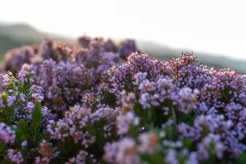 라벤더 밭 4K 배경화면 · flowers · 3840×2563