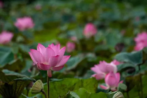 Lotus Pond 4K Wallpaper · flowers · 3840×2560