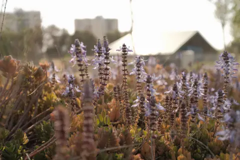 라벤더 밭 4K 배경화면 · flowers · 3840×2560