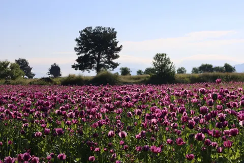 Lavendelfeld 4K Hintergrundbild · flowers · 3840×2560