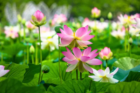 Hình nền Đầm Sen 4K · flowers · 3840×2560