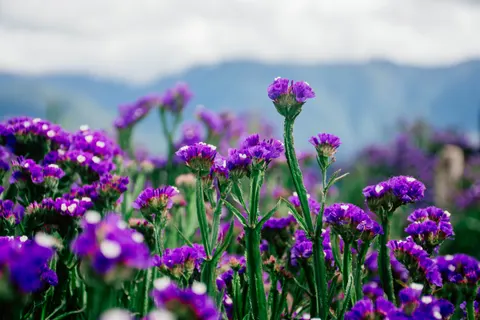Lavendelfeld 4K Hintergrundbild · flowers · 3840×2560