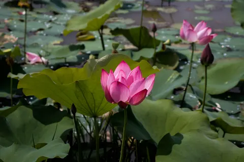कमल का तालाब 4K वॉलपेपर · flowers · 3840×2560