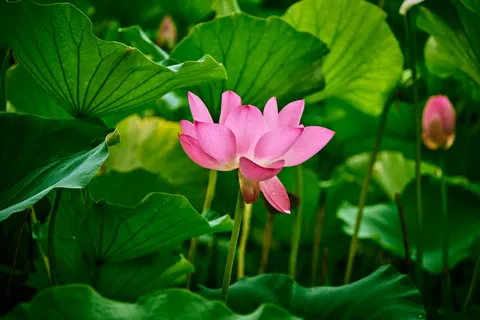 Lotus Pond 4K Wallpaper · flowers · 3840×2560