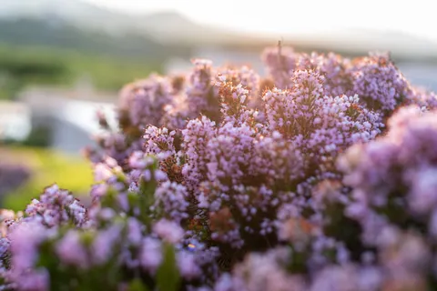 라벤더 밭 4K 배경화면 · flowers · 3840×2563