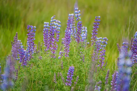 خلفية حقل الخزامى بدقة 4K · flowers · 3840×2560