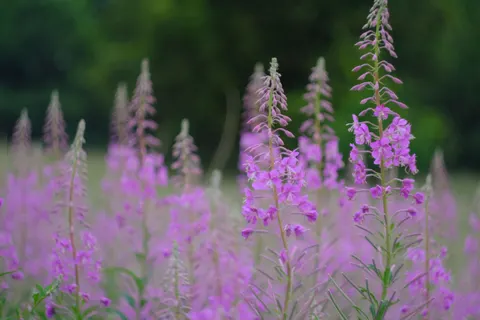 라벤더 밭 4K 배경화면 · flowers · 3840×2560