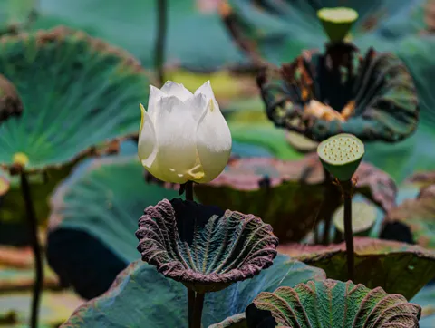 Lotusvijver 4K-achtergrond · flowers · 3840×2892