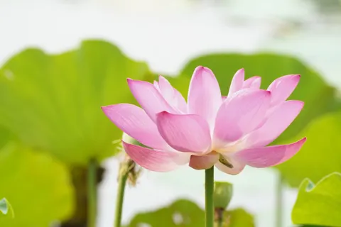 Обои Пруд с лотосами 4K · flowers · 3840×2560