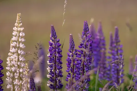 Fond d'écran Champ de lavande 4K · flowers · 3840×2560