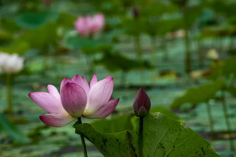 Lotus Pond 4K Wallpaper · flowers · 3840×2560