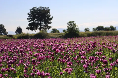 Lavender Field 4K Wallpaper · flowers · 3840×2560