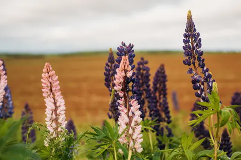 라벤더 밭 4K 배경화면 · flowers · 3840×2563
