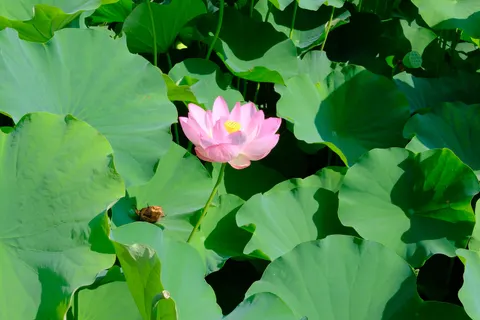 Fond d'écran Bassin de lotus 4K · flowers · 3840×2560