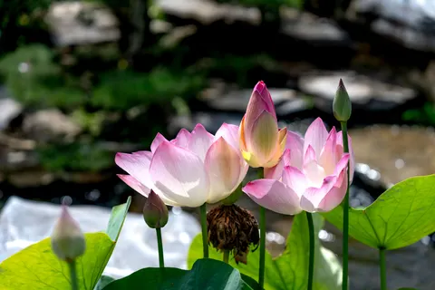 Обои Пруд с лотосами 4K · flowers · 3840×2560