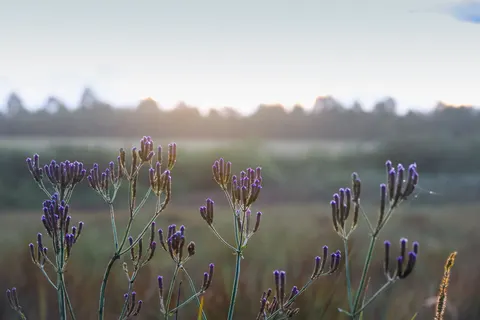 라벤더 밭 4K 배경화면 · flowers · 3840×2561