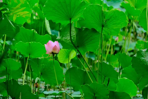 Обои Пруд с лотосами 4K · flowers · 3840×2560