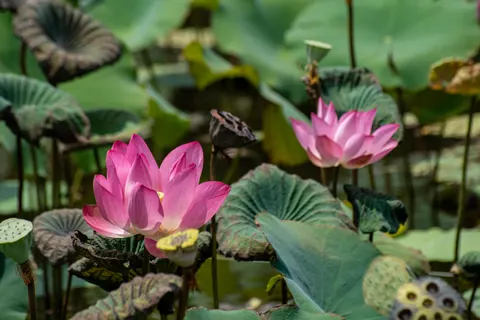 Hình nền Đầm Sen 4K · flowers · 3840×2560