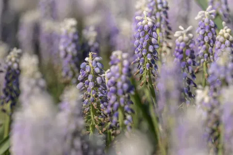 Fond d'écran Champ de lavande 4K · flowers · 3840×2555
