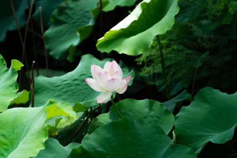 Fond d'écran Bassin de lotus 4K · flowers · 3840×2560