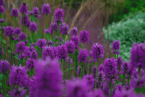 Lavendelfeld 4K Hintergrundbild · flowers · 3840×2560