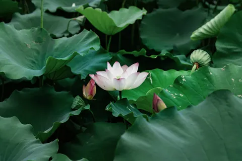 Lotus Pond 4K Wallpaper · flowers · 3840×2561