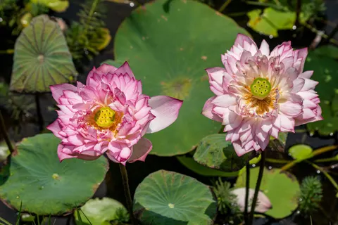 Fond d'écran Bassin de lotus 4K · flowers · 3840×2560