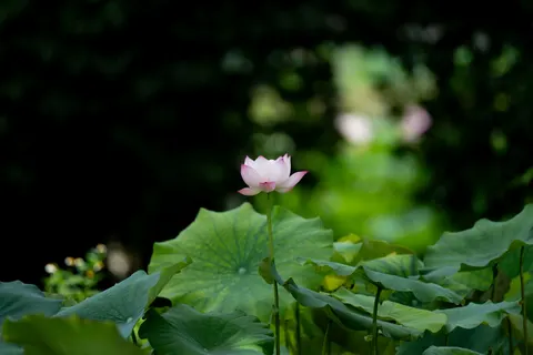 Tapeta Staw z Lotosami 4K · flowers · 3840×2560