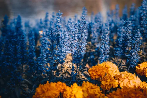薰衣草田 4K壁纸 · flowers · 3840×2563