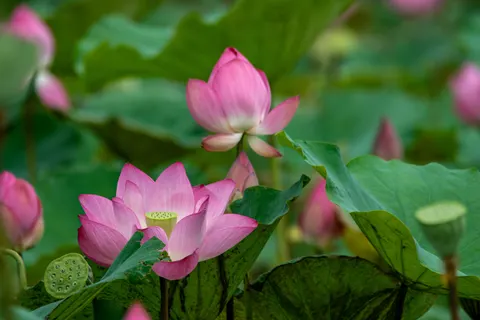 Обои Пруд с лотосами 4K · flowers · 3840×2560