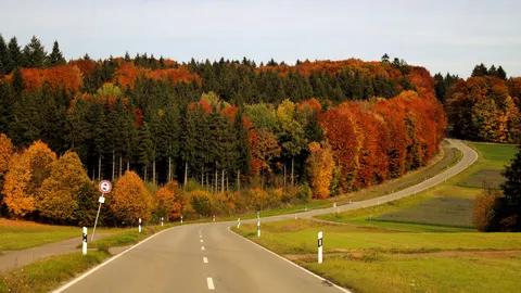 Sfondo Foresta Autunnale 4K · nature · 3840×2158