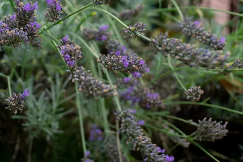Papel de parede Campo de lavanda 4K · flowers · 3840×2560