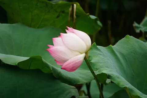 Tapeta Staw z Lotosami 4K · flowers · 3840×2560