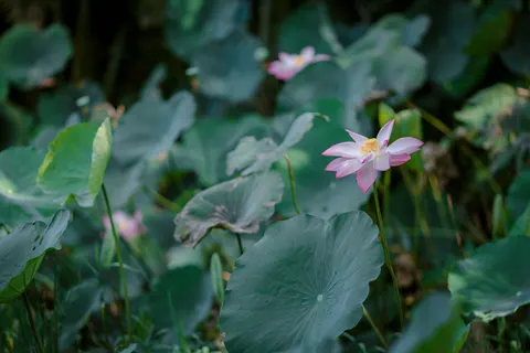 Lotus Pond 4K Wallpaper · flowers · 3840×2560