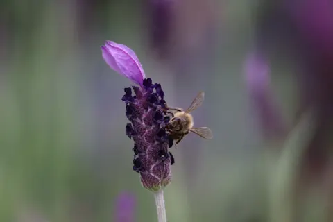 라벤더 밭 4K 배경화면 · flowers · 3840×2560