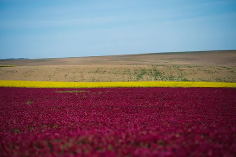 薰衣草田 4K壁纸 · flowers · 3840×2560