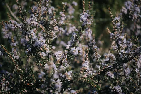 라벤더 밭 4K 배경화면 · flowers · 3840×2560