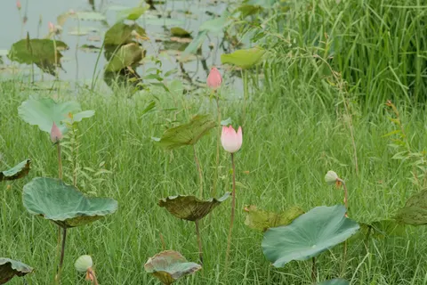 Обои Пруд с лотосами 4K · flowers · 3840×2560