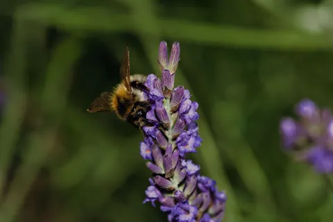 Papel de parede Campo de lavanda 4K · flowers · 3840×2560