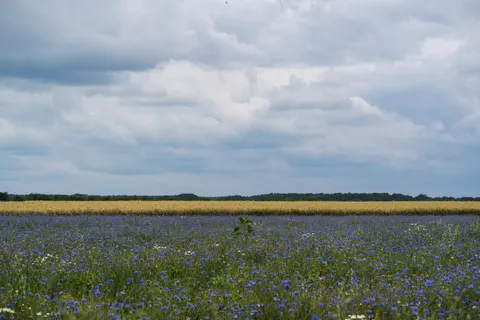 Lavender Field 4K Wallpaper · flowers · 3840×2560