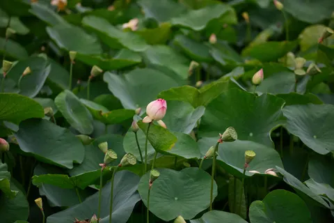 Lotusvijver 4K-achtergrond · flowers · 3840×2560