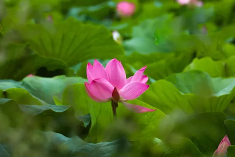 Hình nền Đầm Sen 4K · flowers · 3840×2560